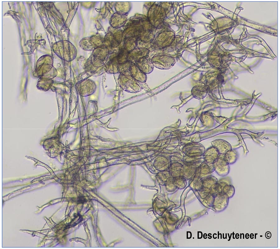 Peronospora variabilis