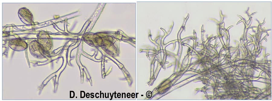 Peronospora variabilis