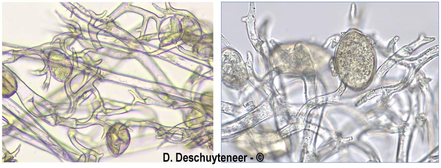 Peronospora variabilis