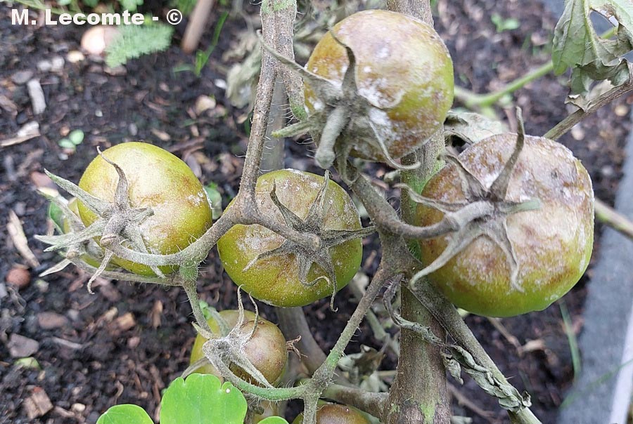 Phytophthora infestans mildiou de la tomate (Solanum lycopersicum)