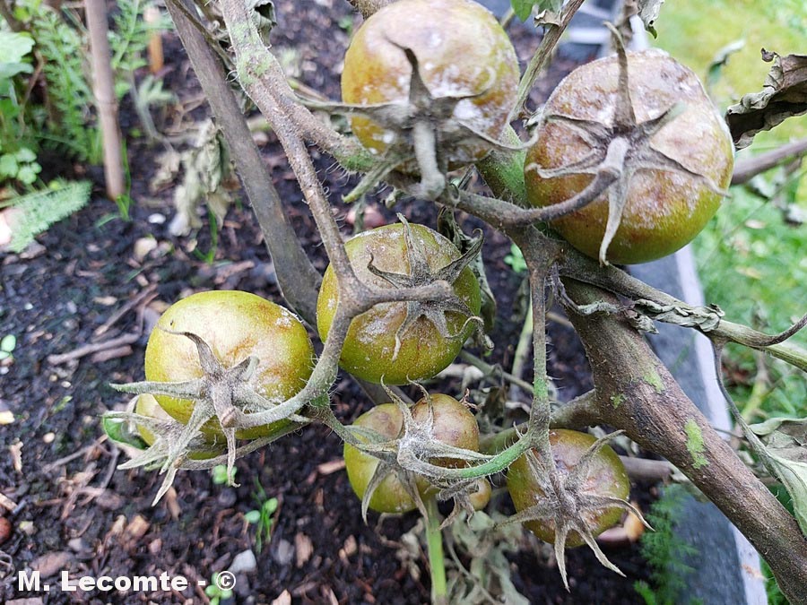 Phytophthora infestans mildiou de la tomate (Solanum lycopersicum)