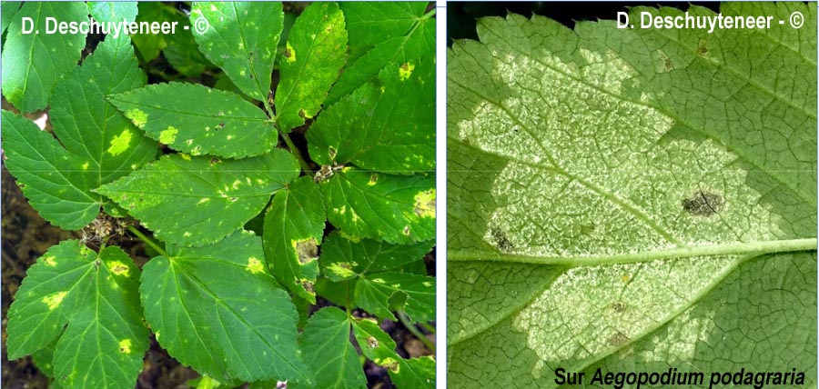 Plasmopora nivea