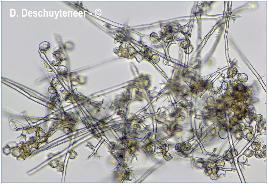 Plasmopora nivea