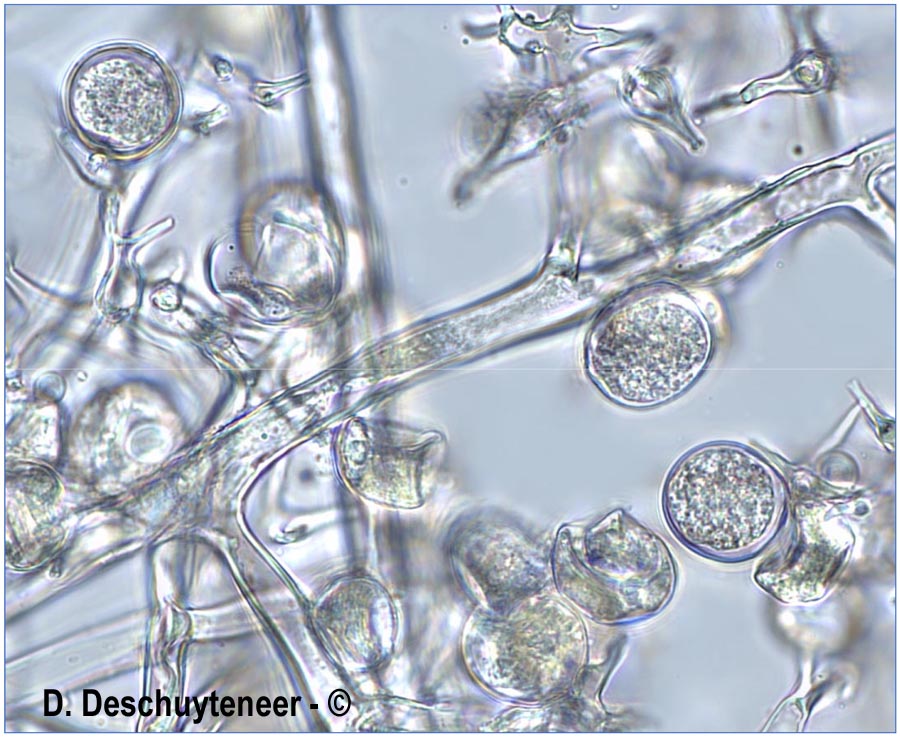 Plasmopora nivea