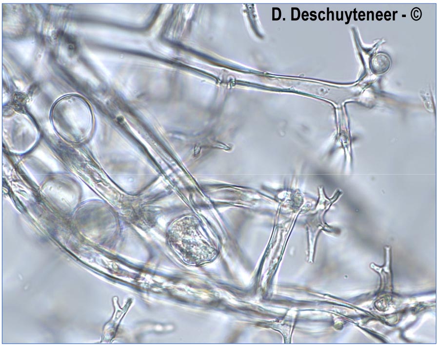 Plasmopora nivea