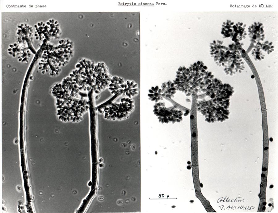 Botrytis cinerea