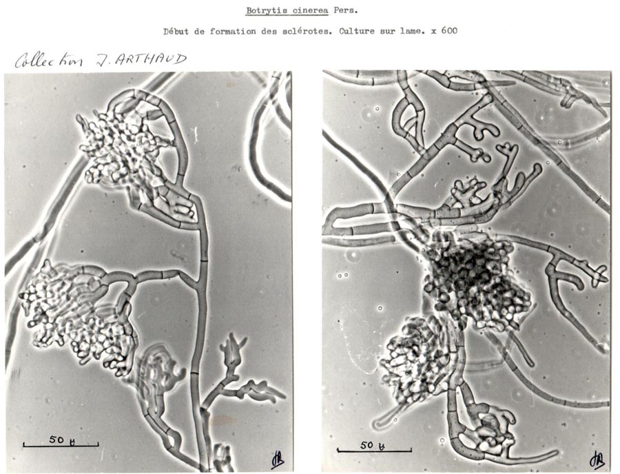 Botrytis cinerea