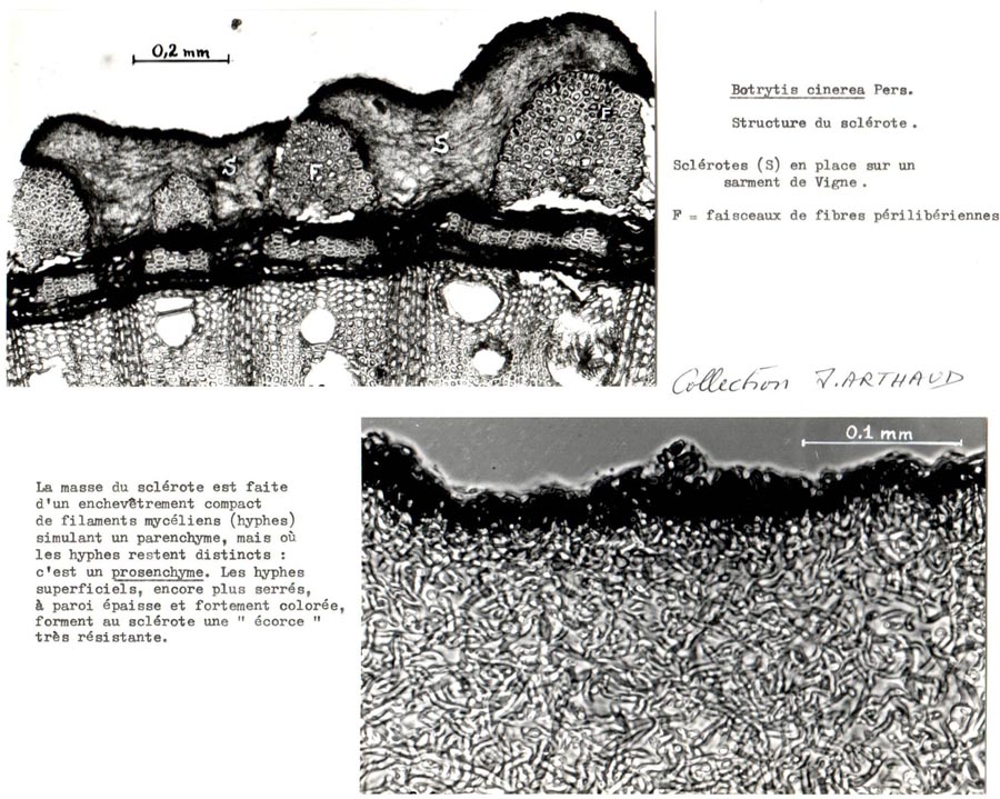 Botrytis cinerea