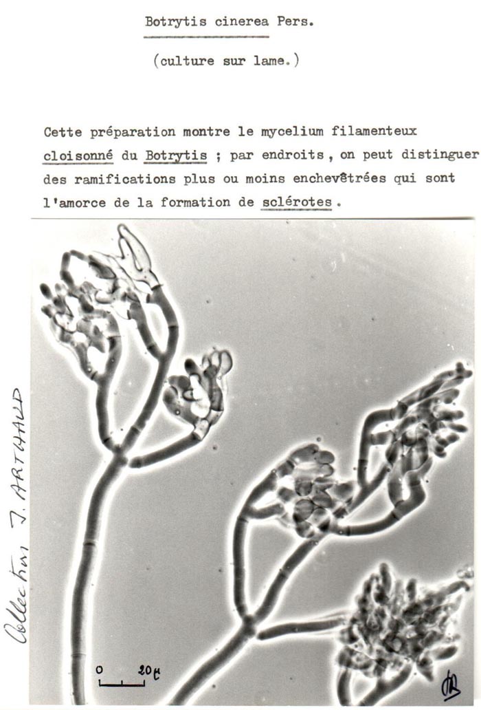 Botrytis cinerea