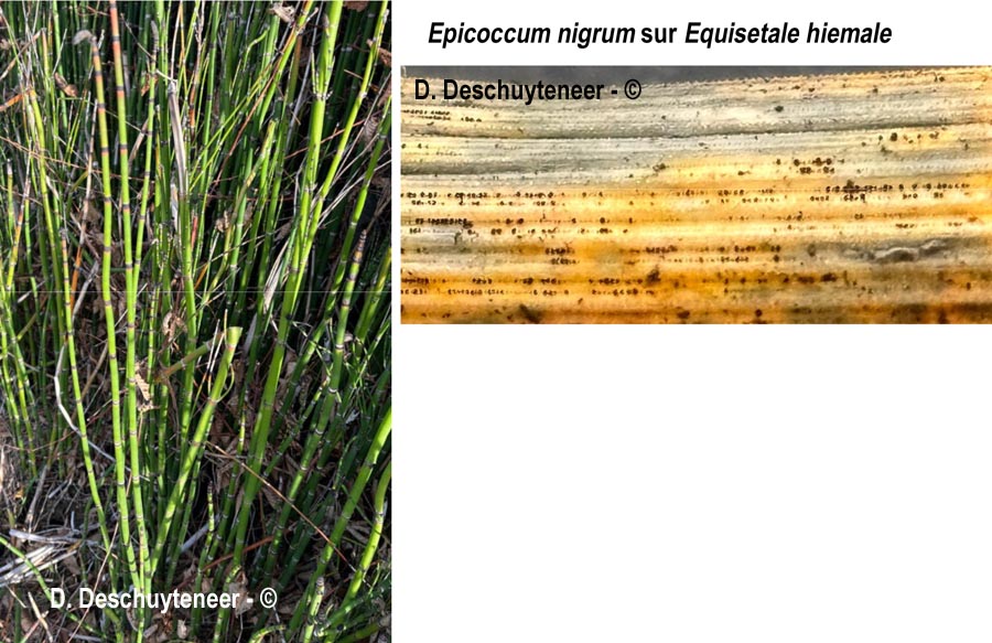 Epicoccum nigrum