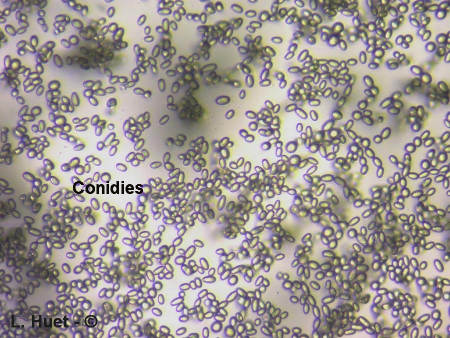 Penicillium digitatum