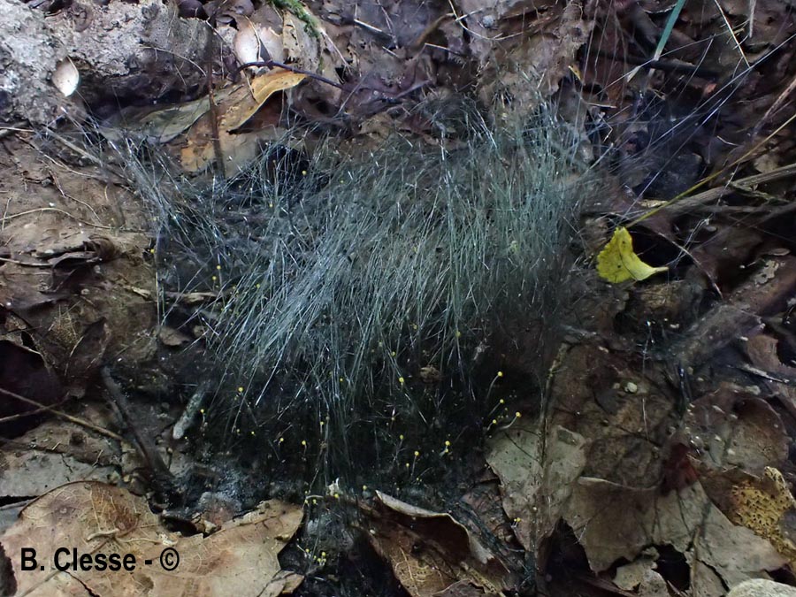 Phycomyces nitens