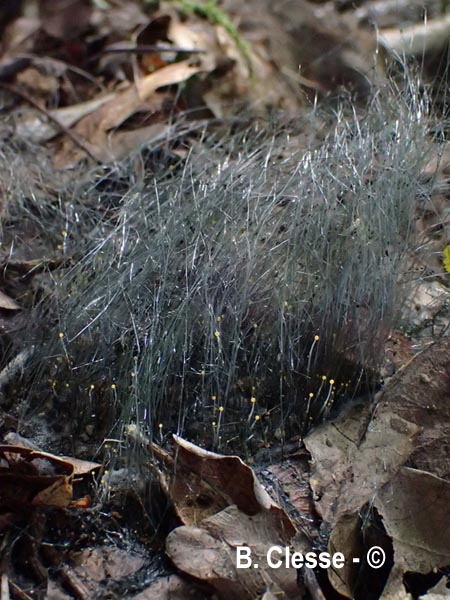Phycomyces nitens