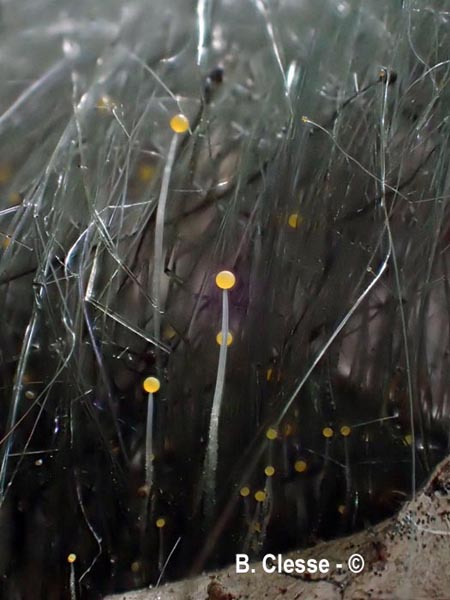 Phycomyces nitens