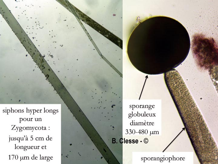 Phycomyces nitens
