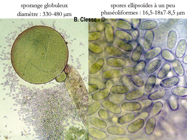 Phycomyces nitens