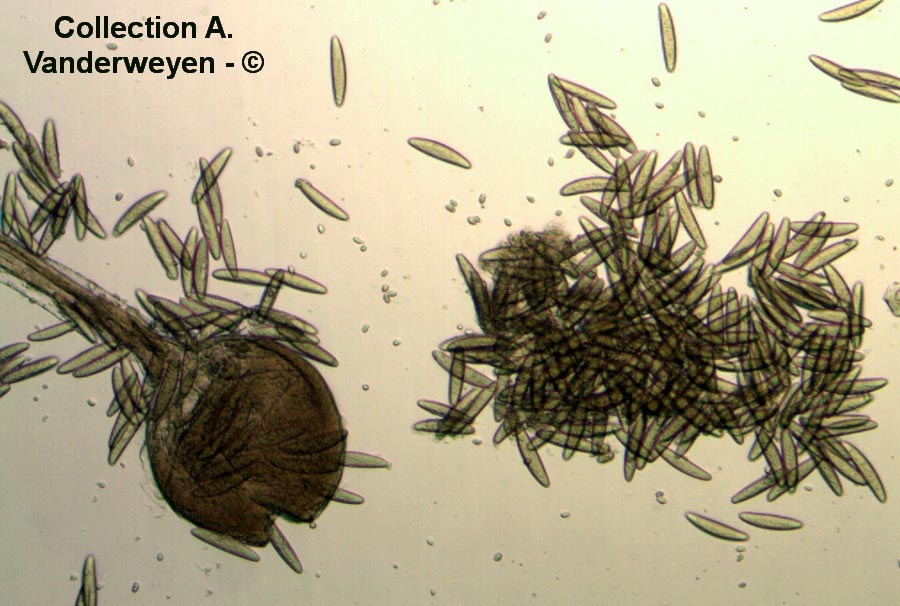 Spinellus fusiger