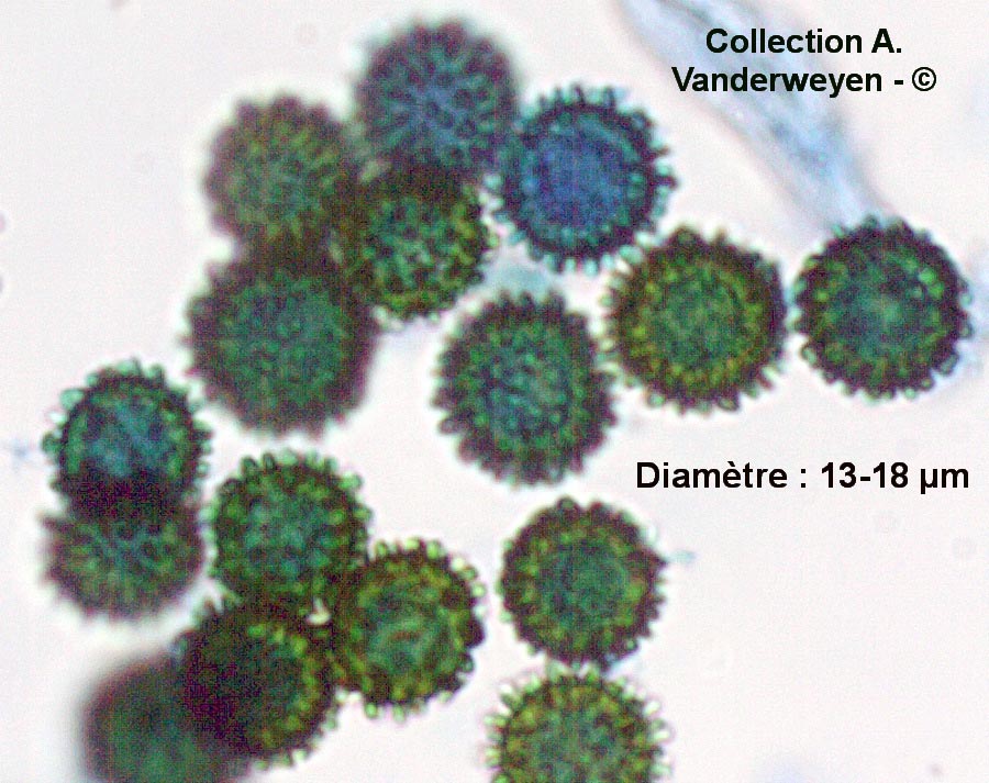 Apiocrea chrysosperma