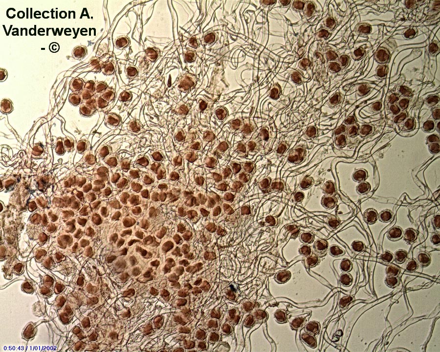 Coleosporium tussilaginis