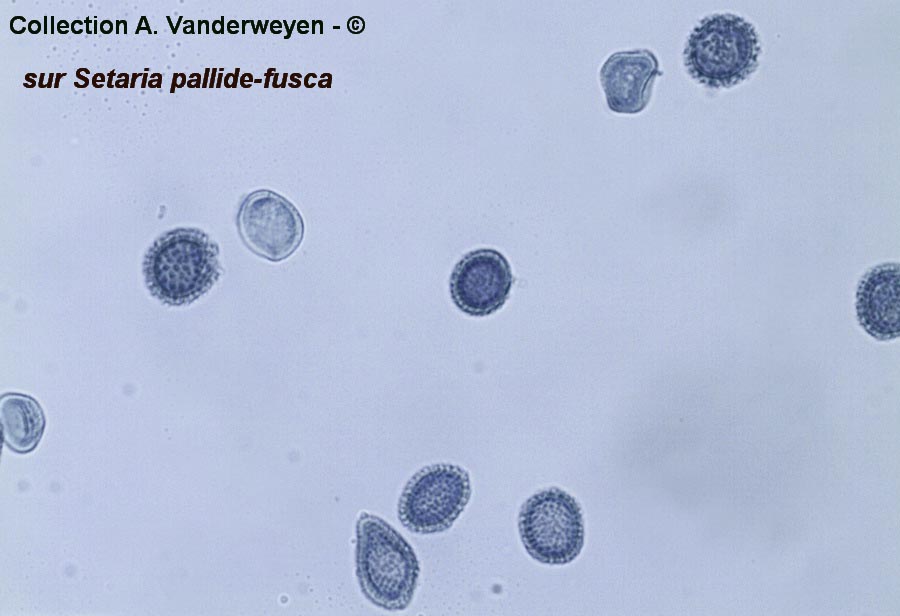 Conidiosporomyces verruculosus