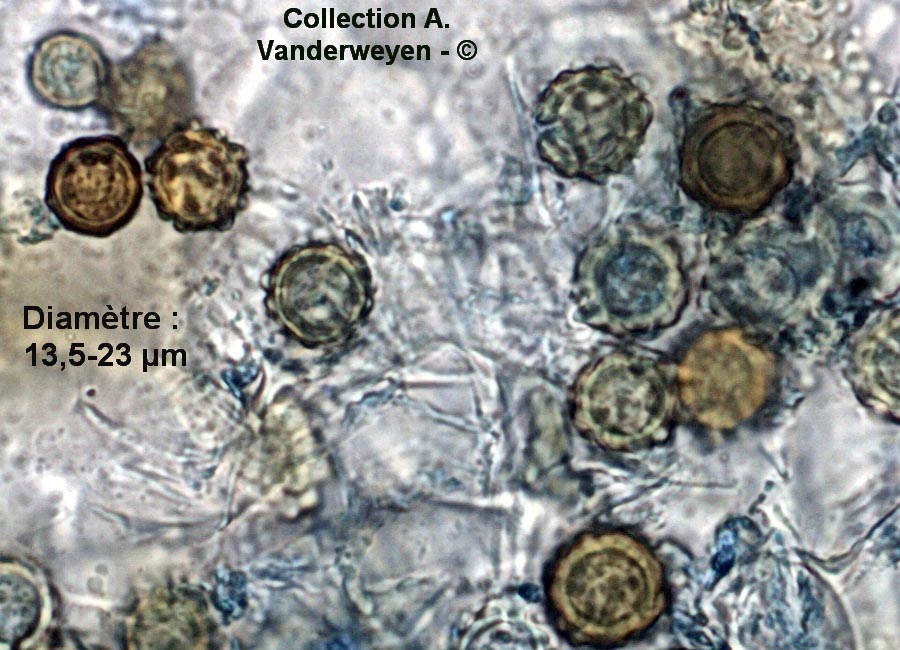 Entorrhiza casparyana