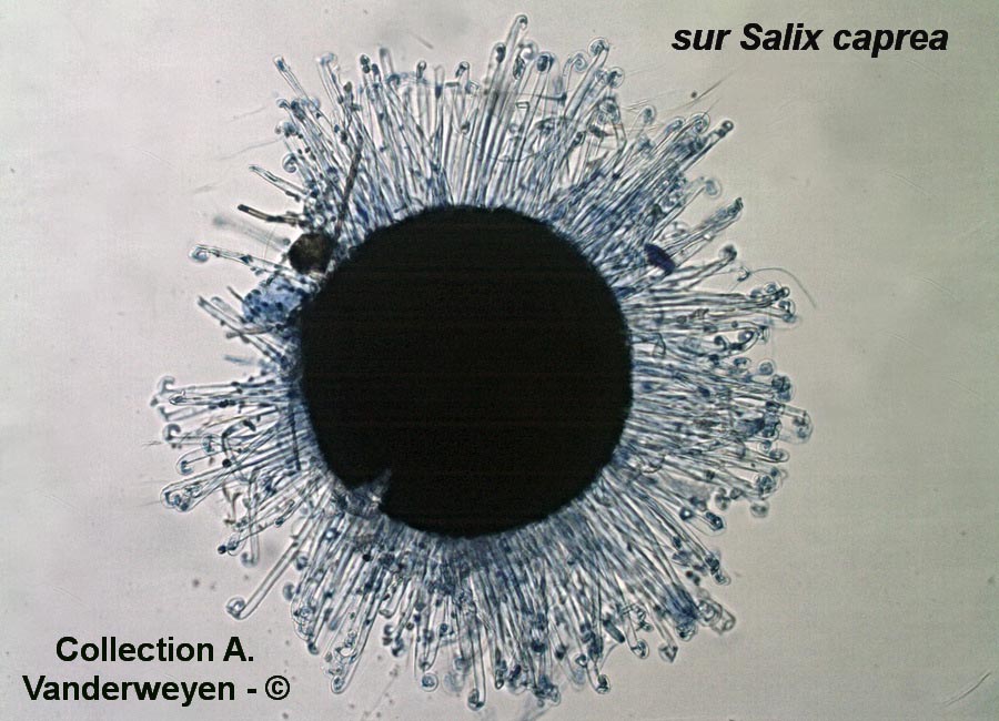 Erysiphe pseudoregularis