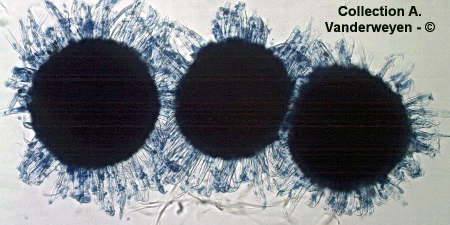 Erysiphe pseudoregularis