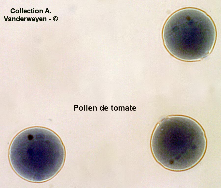 Lycopersicum esculentum