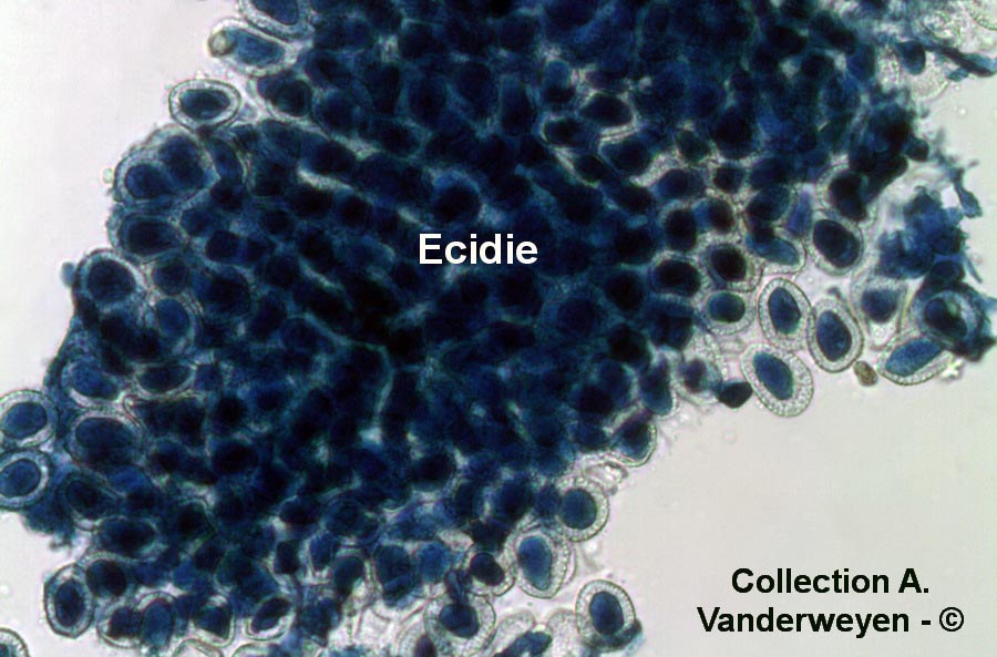 Melampsora hypericorum