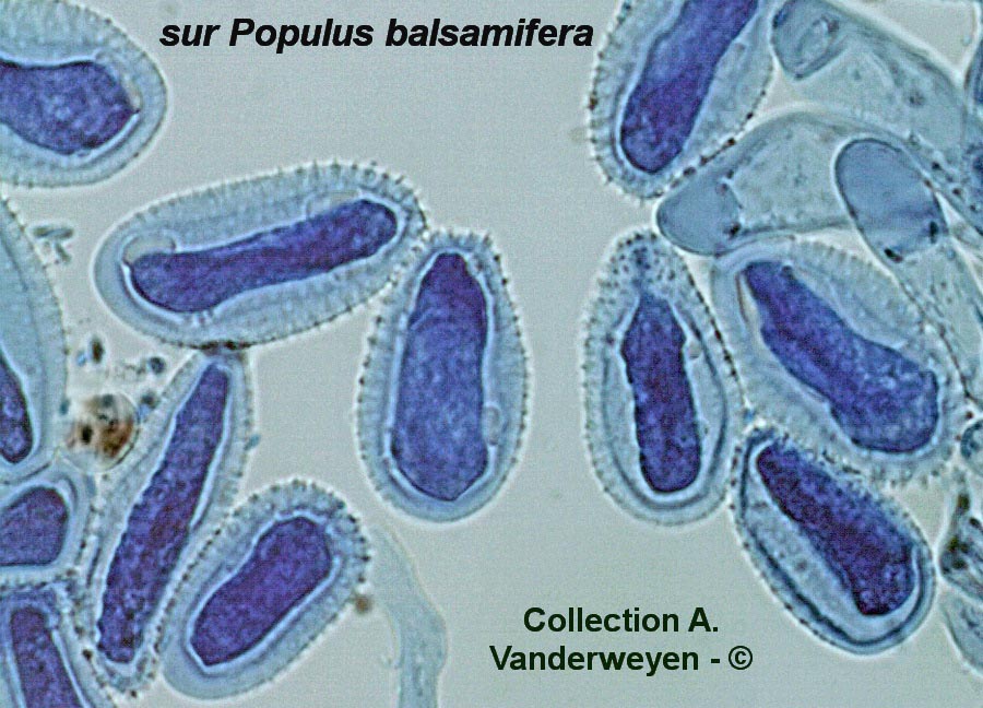 Melampsora laricis-populina