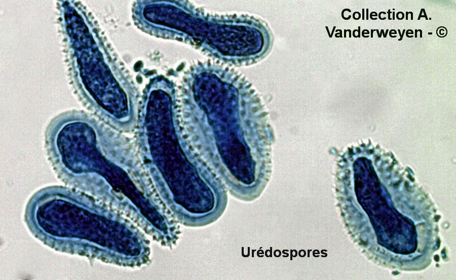 Melampsora laricis-populina
