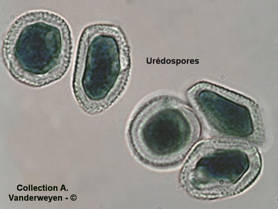 Melampsora salicis-albae