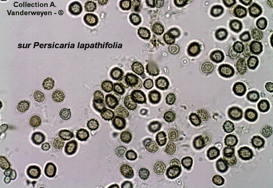 Melanopsichium pennsylvanicum