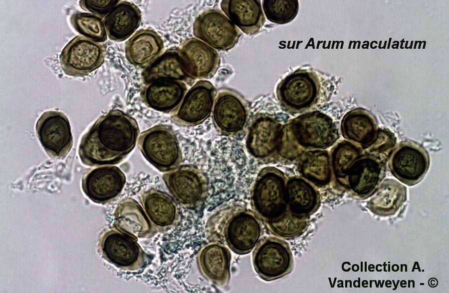 Melanustilospora ari