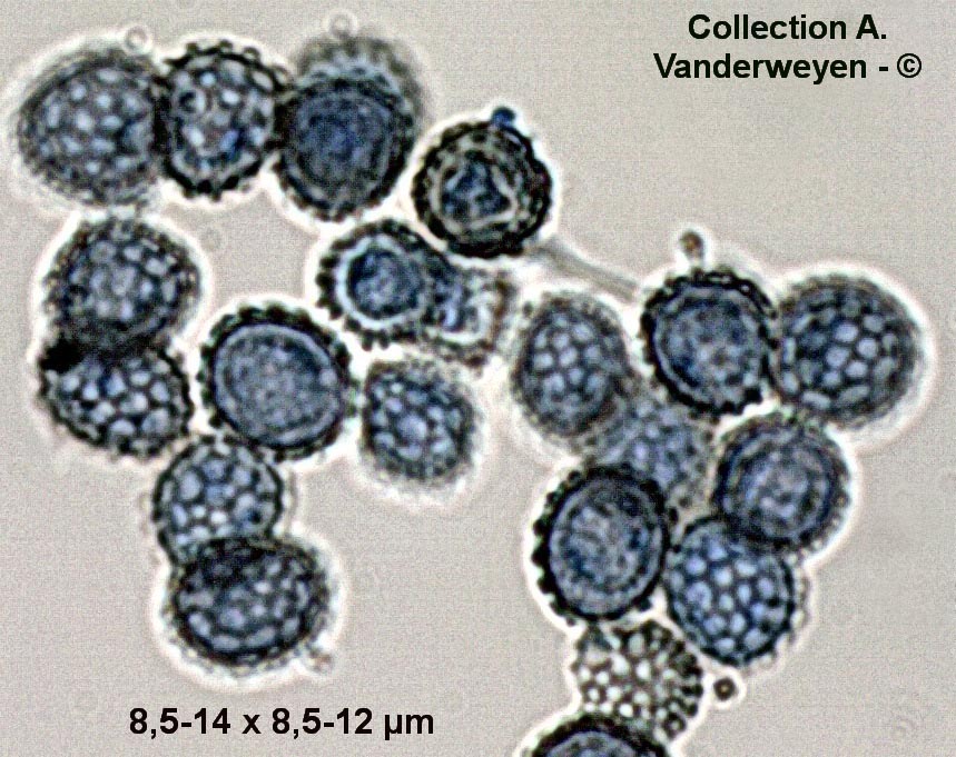 Microbotryum anomalum
