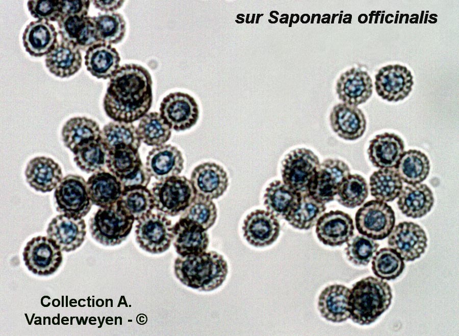 Microbotryum saponariae