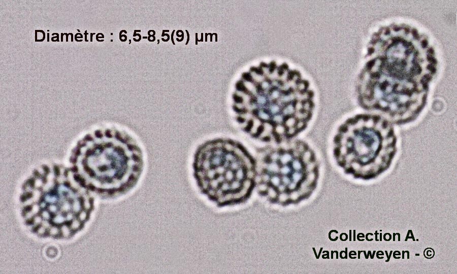 Microbotryum saponariae