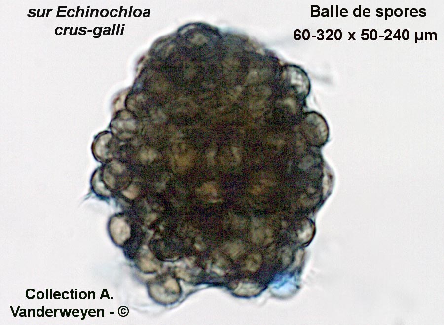 Moesziomyces bullatus