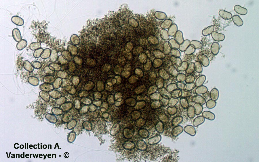 Nannfeldtiomyces sparganii