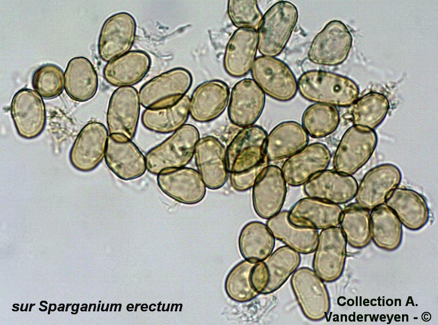Nannfeldtiomyces sparganii