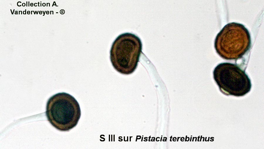 Pileolaria terebinthi