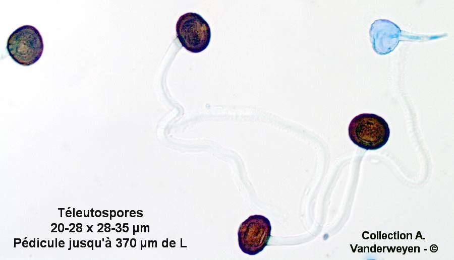 Pileolaria terebinthi