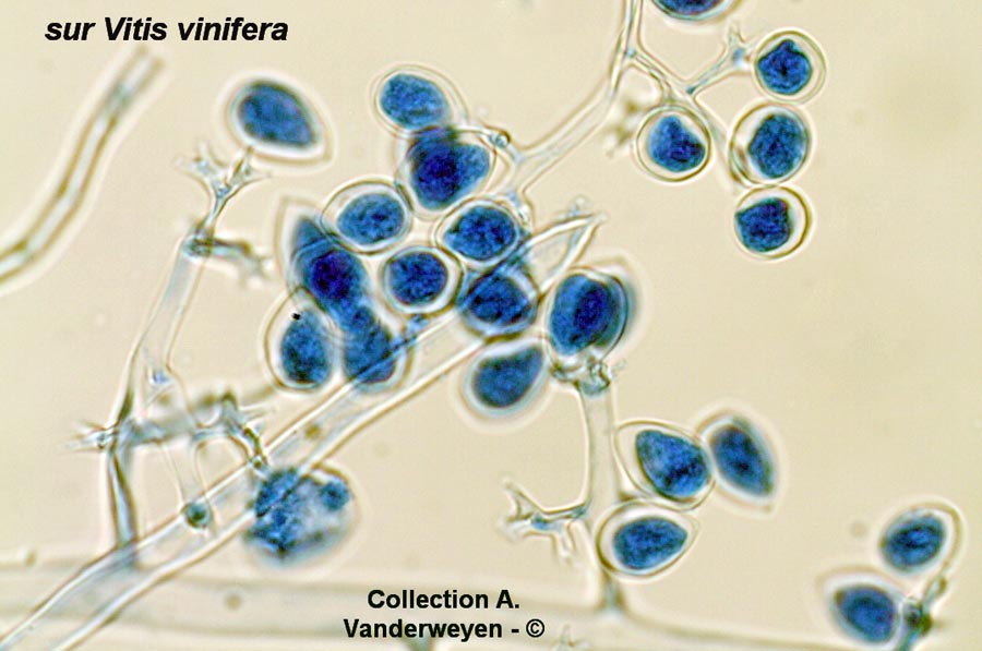 Plasmopara viticola