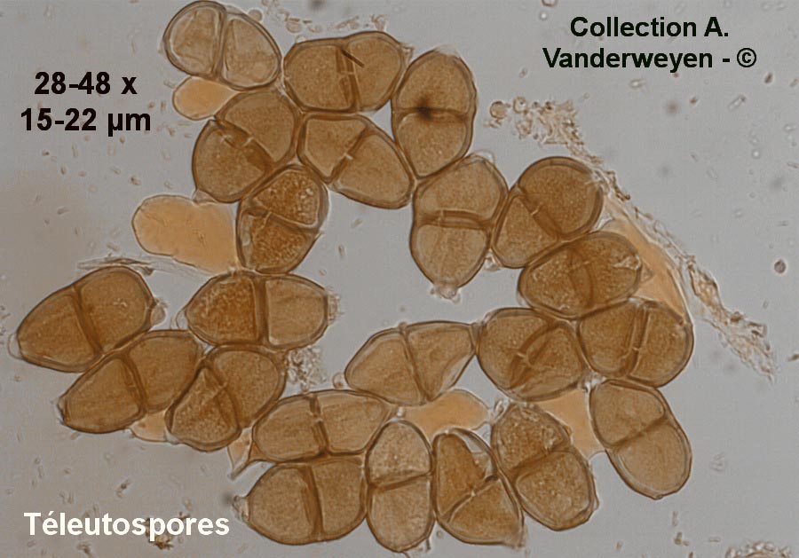 Puccinia aegopodii