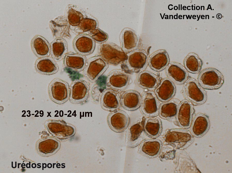 Puccinia allii