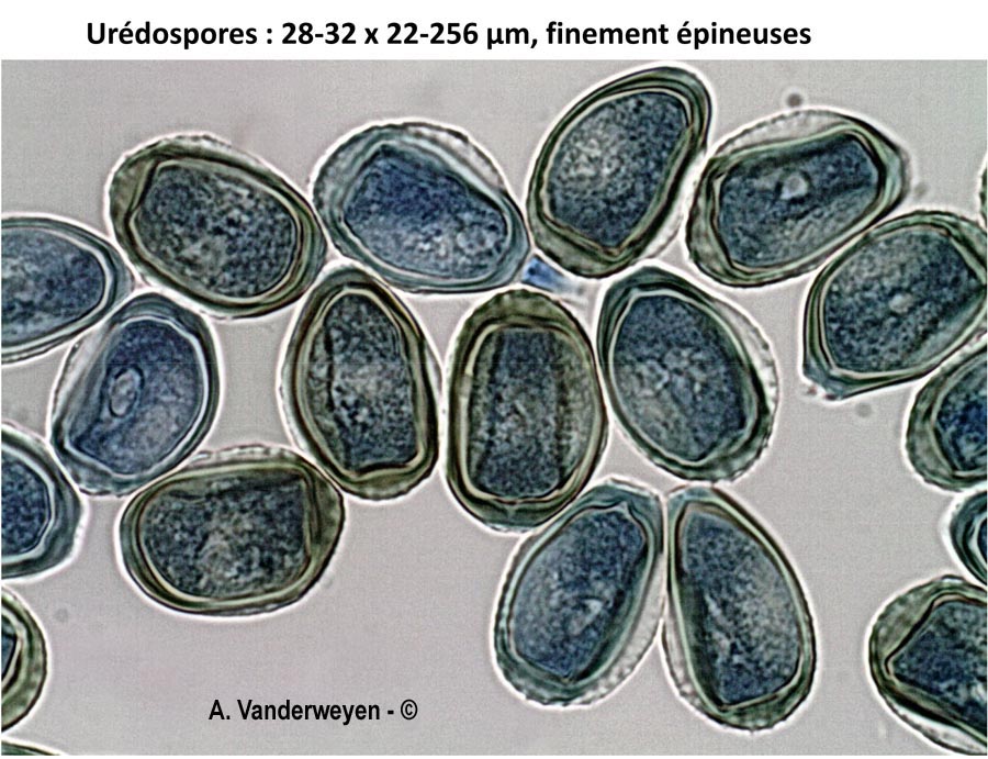 Puccinia bornmuelleri