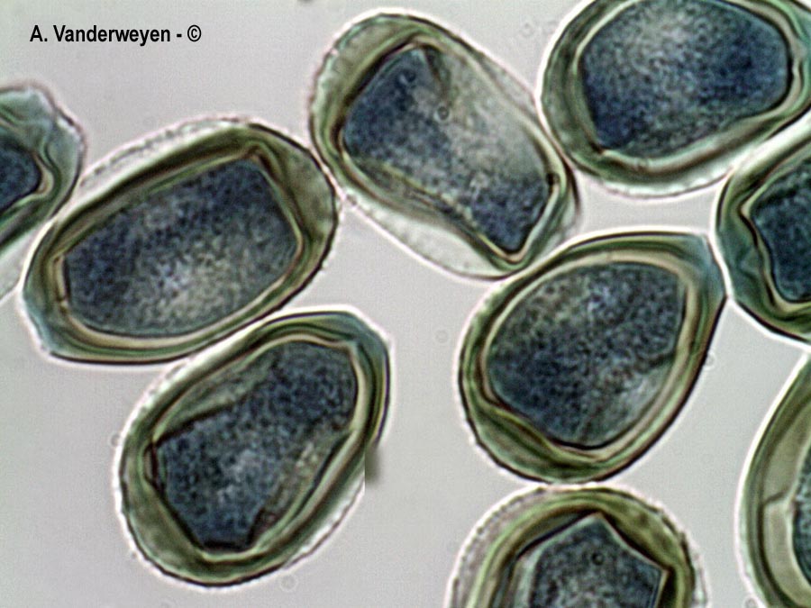 Puccinia bornmuelleri
