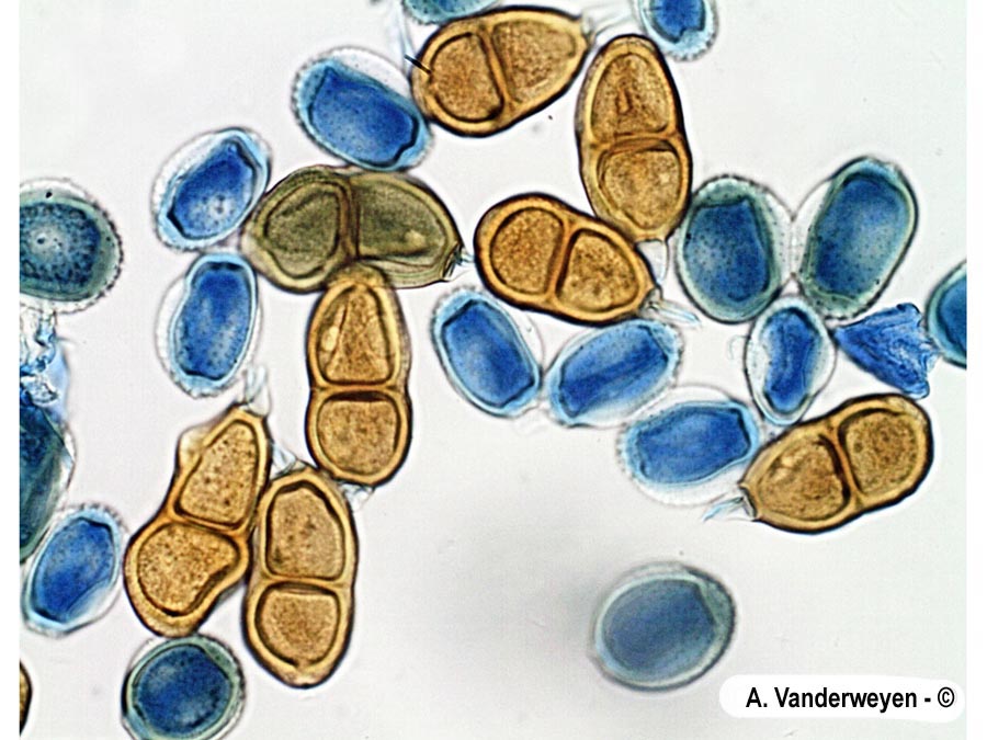 Puccinia bornmuelleri
