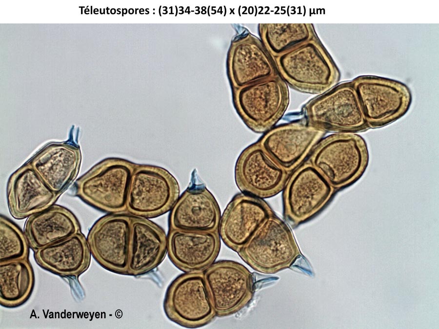 Puccinia bornmuelleri