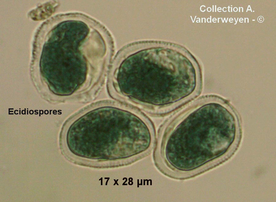 Puccinia convolvuli